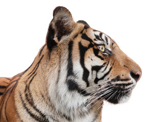 Naklejka premium Beautiful tiger