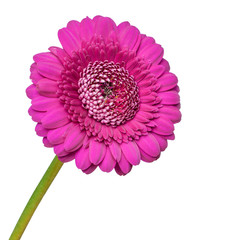 Gerbera, Blüte, violett, freigestellt