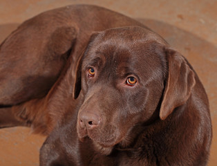 Chocolate labrador