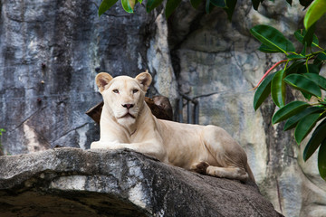 Fototapeta na wymiar Biały lew.