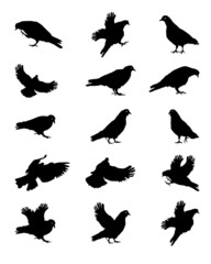 Obraz premium Silhouette of Pigeons Isolated on White Vector Illustration