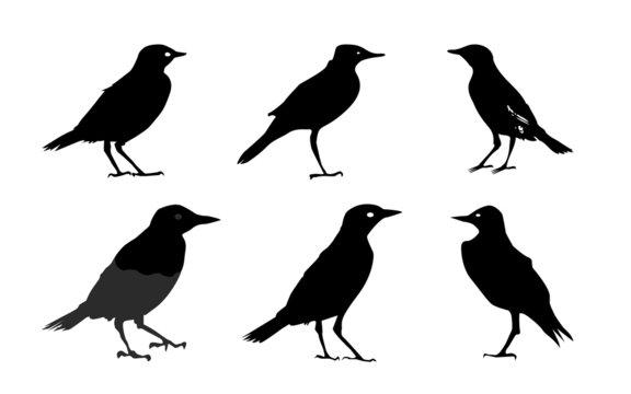 Birds silhouettes Isolated on White Vector Illustration