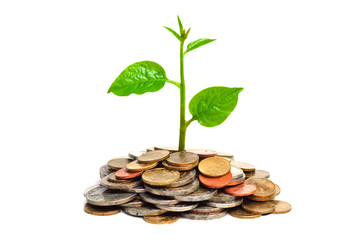 a young tree growing on coins
