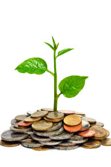 a young tree growing on coins