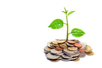 tree growing on coins / csr/ sustainable
