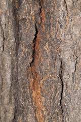 background of tree bark