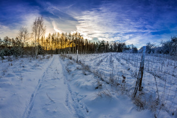 Forest path covered with snow at sunrise