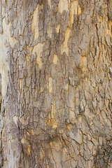 background from the bark of a tree