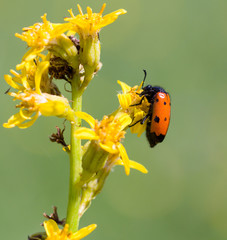 red beetle on yellow flower