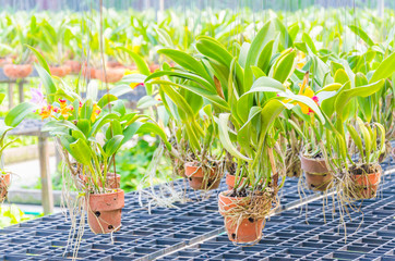 Orchids