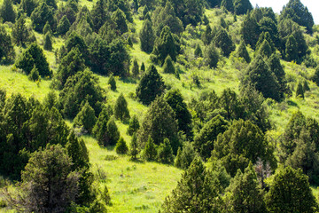 coniferous trees in the mountains in Kazakhstan