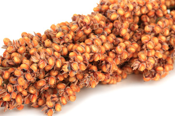 Food for parrots isolated on white