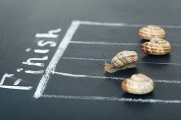 Racing snails close-up