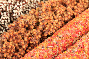 Food for parrots close-up