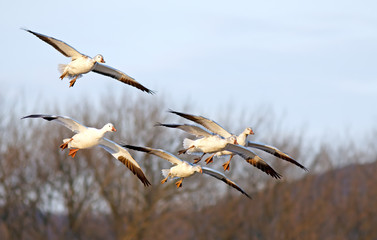 Snow Geese Fly In For Landing