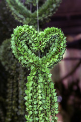 Dischidiasp or  Million Hearts tree forming a heart shape.