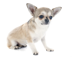 Obraz premium chihuahua