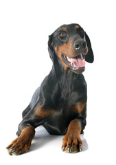 doberman pinscher