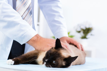 vet checks the health of a cat