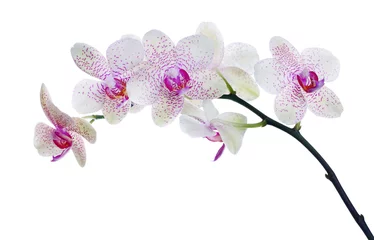 Foto op Plexiglas Orchidee lichte kleur orchidee bloem in roze vlekken geïsoleerd op wit