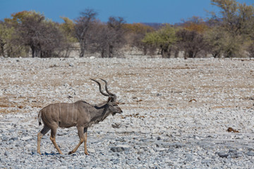 Kudu antelope group