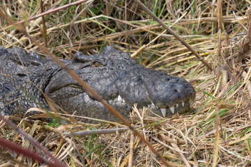 Wildlife crocodile