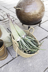 Fototapeta premium Aloe vera plant