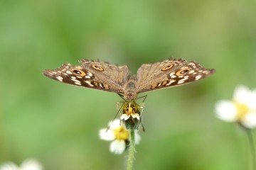 Butterfly from the front