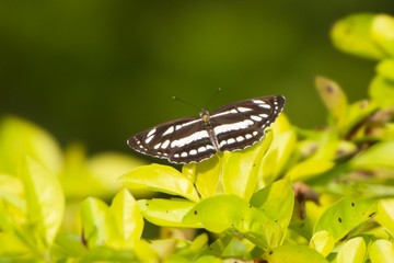 Butterfly on leaf