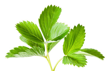 Strawberry leaves isolated on white