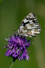 little white butterfly resting in a pink flower