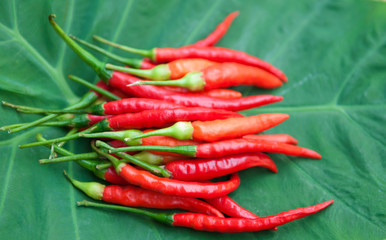 Closed up red chili on green leaf