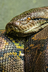 Obraz premium reticulated python