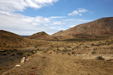 flower  plant  bush   in los volcanes   hill   summer  lanzarote