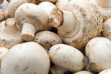 Fototapeta premium Champignon mushrooms