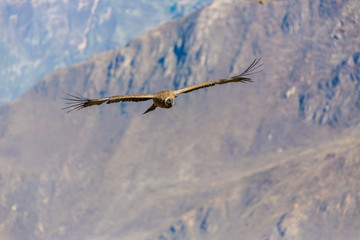 Flying condor over Colca canyon,Peru,South America.