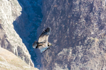 Flying condor over Colca canyon,Peru,South America.