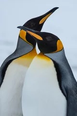 Fototapete Antarktis Königspinguin-Paar verliebt