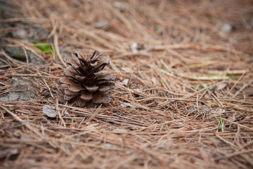Naklejka na ściany i meble Pine cone in the wilderness