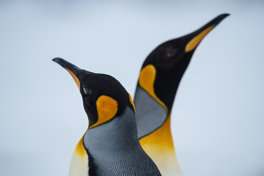 King Penguin Couple in love