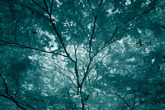 Fototapeta Infrared leaves