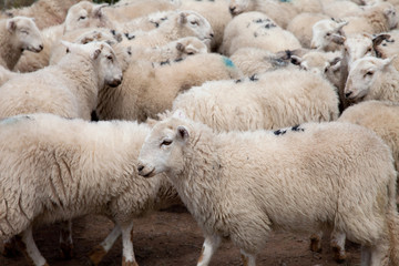 Welsh Mountain Sheep