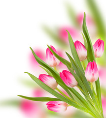 Pink spring tulip flowers isolated on white background 