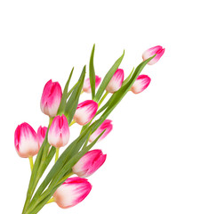 Pink spring tulip flowers isolated on white background 