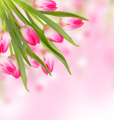 Pink spring tulip flowers isolated on white background 