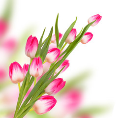 Obraz na płótnie Canvas Pink spring tulip flowers isolated on white background 