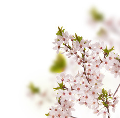 Spring concept. Pink blossom or background. 