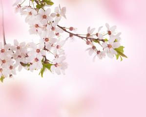 Obraz na płótnie Canvas Wiosna koncepcji. Różowy kwiat lub tła.