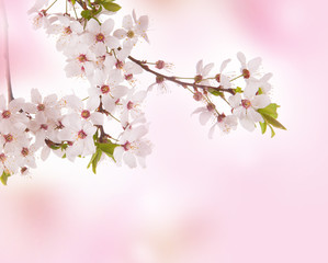 Spring concept. Pink blossom or background. 