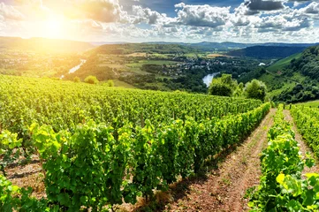Foto op Canvas Beautiful summer landscape with vineyard © Grecaud Paul